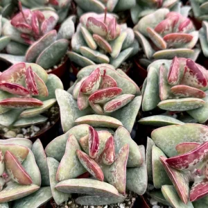 Calico Hearts Live Succulent - Adromischus Triflorus Plant in 3 Inch Pot - Image 2