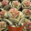 Calico Hearts Live Succulent - Adromischus Triflorus Plant in 3 Inch Pot - Image 1