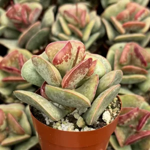 Calico Hearts Live Succulent - Adromischus Triflorus Plant in 3 Inch Pot - Image 1