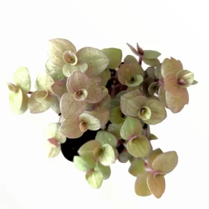 Callisia Repens 'Golden' Live Plant – Miniature Wandering Dude – 2 Inch Pot - Image 2