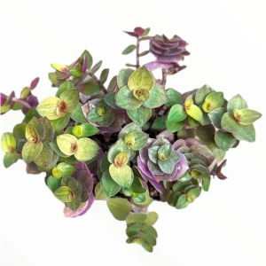 Callisia Repens 'Golden' Live Plant – Miniature Wandering Dude – 2 Inch Pot - Image 4