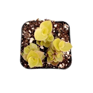 Callisia Repens 'Golden' Live Plant – Miniature Wandering Dude – 2 Inch Pot - Image 5