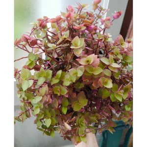 Callisia Repens 'Golden' Live Plant – Miniature Wandering Dude – 2 Inch Pot - Image 6