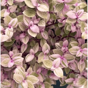 Callisia Repens Pink Lady Live Plant – Pink Panther Turtle Vine – 2 inch Pot – Indoor - Image 2