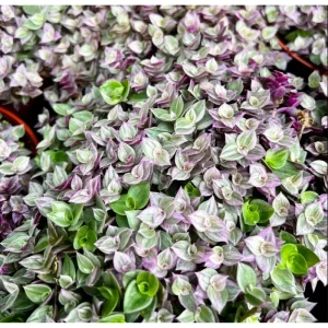 Callisia Repens Pink Lady Live Plant – Pink Panther Turtle Vine – 2 inch Pot – Indoor - Image 3