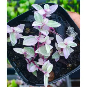 Callisia Repens Pink Lady Live Plant – Pink Panther Turtle Vine – 2 inch Pot – Indoor - Image 4