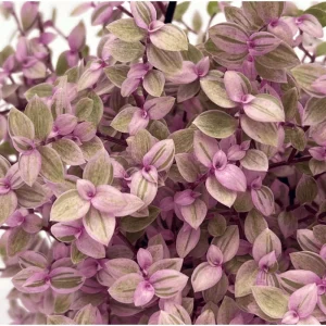 Callisia Repens Pink Lady Live Plant – Pink Panther Turtle Vine – 2 inch Pot – Indoor - Image 5
