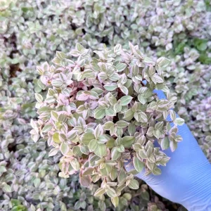 Callisia Repens Turtle Vine Live Plant - Pink Panther Houseplant, Indoor Succulent - Image 2