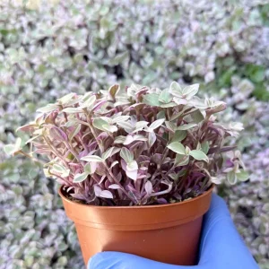 Callisia Repens Turtle Vine Live Plant - Pink Panther Houseplant, Indoor Succulent - Image 3