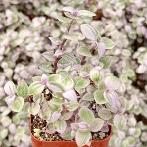 Callisia Repens Turtle Vine Live Plant - Pink Panther Houseplant, Indoor Succulent - Image 4
