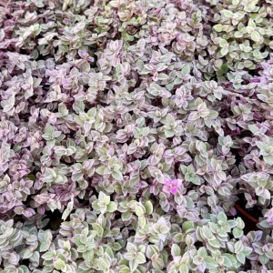 Callisia Repens Turtle Vine Live Plant - Pink Panther Houseplant, Indoor Succulent - Image 5