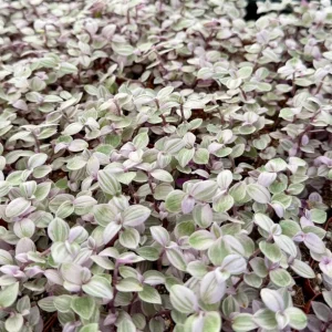 Callisia Repens Turtle Vine Live Plant - Pink Panther Houseplant, Indoor Succulent - Image 1