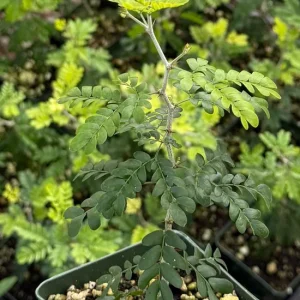 Camel Thorn Tree Live Plant - Acacia Erioloba 4 Inch Pot - Desert Shade Tree - Image 2