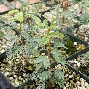 Camel Thorn Tree Live Plant - Acacia Erioloba 4 Inch Pot - Desert Shade Tree - Image 3