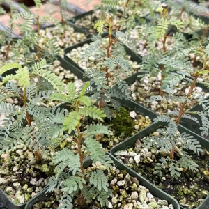 Camel Thorn Tree Live Plant - Acacia Erioloba 4 Inch Pot - Desert Shade Tree - Image 4