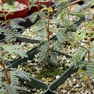 Camel Thorn Tree Live Plant - Acacia Erioloba 4 Inch Pot - Desert Shade Tree - Image 5