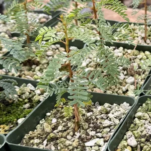 Camel Thorn Tree Live Plant - Acacia Erioloba 4 Inch Pot - Desert Shade Tree - Image 6