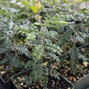 Camel Thorn Tree Live Plant - Acacia Erioloba 4 Inch Pot - Desert Shade Tree - Image 7