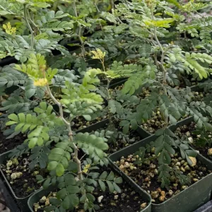 Camel Thorn Tree Live Plant - Acacia Erioloba 4 Inch Pot - Desert Shade Tree - Image 8