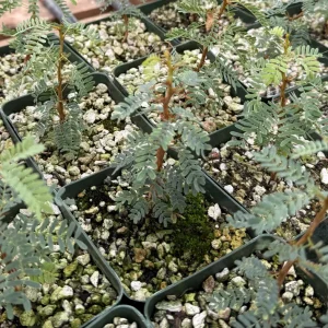 Camel Thorn Tree Live Plant - Acacia Erioloba 4 Inch Pot - Desert Shade Tree - Image 1