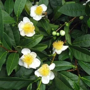 Camellia Sinensis Live Plant Green Tea, 4-6 Inch Tall, Outdoor Garden - Image 1