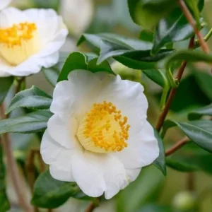 Camellia Sinensis Live Plant Green Tea, 4-6 Inch Tall, Outdoor Garden - Image 2