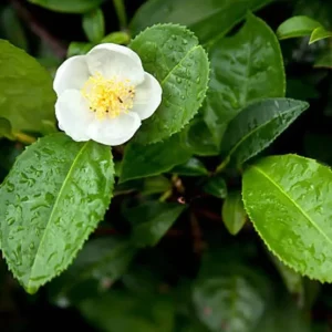 Camellia Sinensis Live Plant Green Tea, 4-6 Inch Tall, Outdoor Garden - Image 3
