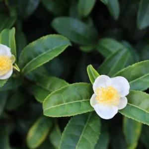 Camellia Sinensis Live Plant Green Tea, 4-6 Inch Tall, Outdoor Garden - Image 4