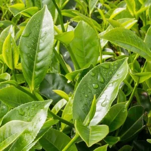 Camellia Sinensis Live Plant Green Tea, 4-6 Inch Tall, Outdoor Garden - Image 5