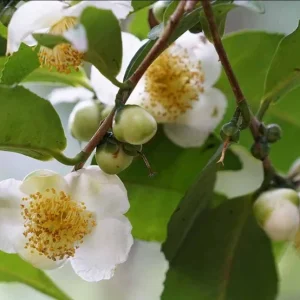 Camellia Sinensis Live Plant Green Tea, 4-6 Inch Tall, Outdoor Garden - Image 6