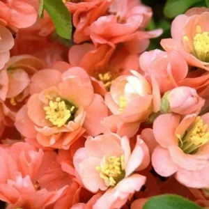 Cameo Flowering Quince Live Plant, Double Pink Blooms, 3-6 Inch Tall in 4 Inch Pot - Image 2