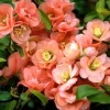 Cameo Flowering Quince Live Plant, Double Pink Blooms, 3-6 Inch Tall in 4 Inch Pot - Image 1