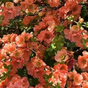 Cameo Flowering Quince Live Plant, Double Pink Blooms, 3-6 Inch Tall in 4 Inch Pot - Image 3