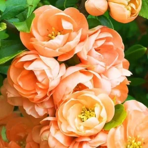 Cameo Flowering Quince Live Plant, Double Pink Blooms, 3-6 Inch Tall in 4 Inch Pot - Image 4