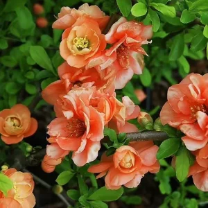Cameo Flowering Quince Live Plant, Double Pink Blooms, 3-6 Inch Tall in 4 Inch Pot - Image 5
