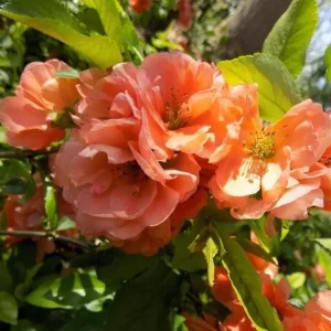 Cameo Flowering Quince Live Plant, Double Pink Blooms, 3-6 Inch Tall in 4 Inch Pot - Image 6
