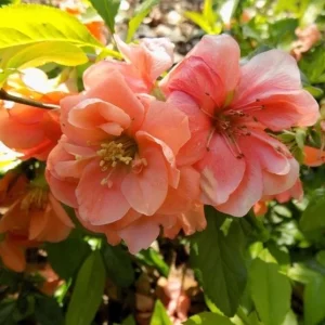 Cameo Flowering Quince Live Plant, Double Pink Blooms, 3-6 Inch Tall in 4 Inch Pot - Image 7