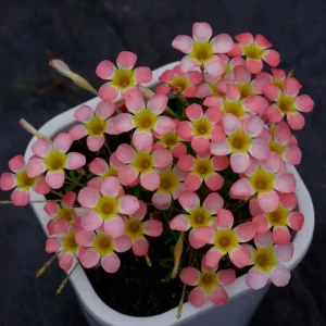 Candy Box Litchi Oxalis Plant – Live Flowering Oxalis in 4 Inch Pot – Indoor/Outdoor - Image 2
