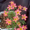 Candy Box Litchi Oxalis Plant – Live Flowering Oxalis in 4 Inch Pot – Indoor/Outdoor - Image 1
