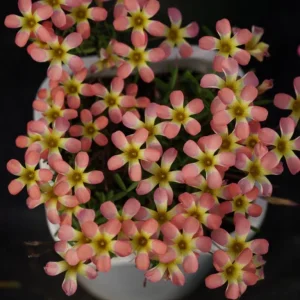 Candy Box Peach Oxalis Live Plant – Ornamental Flowering – 4 Inch Pot - Image 2