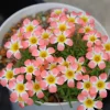 Candy Box Peach Oxalis Live Plant – Ornamental Flowering – 4 Inch Pot - Image 1
