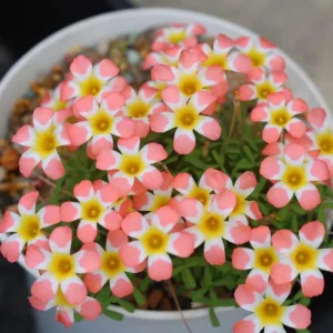 Candy Box Peach Oxalis Live Plant – Ornamental Flowering – 4 Inch Pot - Image 1