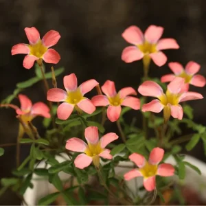 Candy Box Peach Oxalis Live Plant – Ornamental Flowering – 4 Inch Pot - Image 3