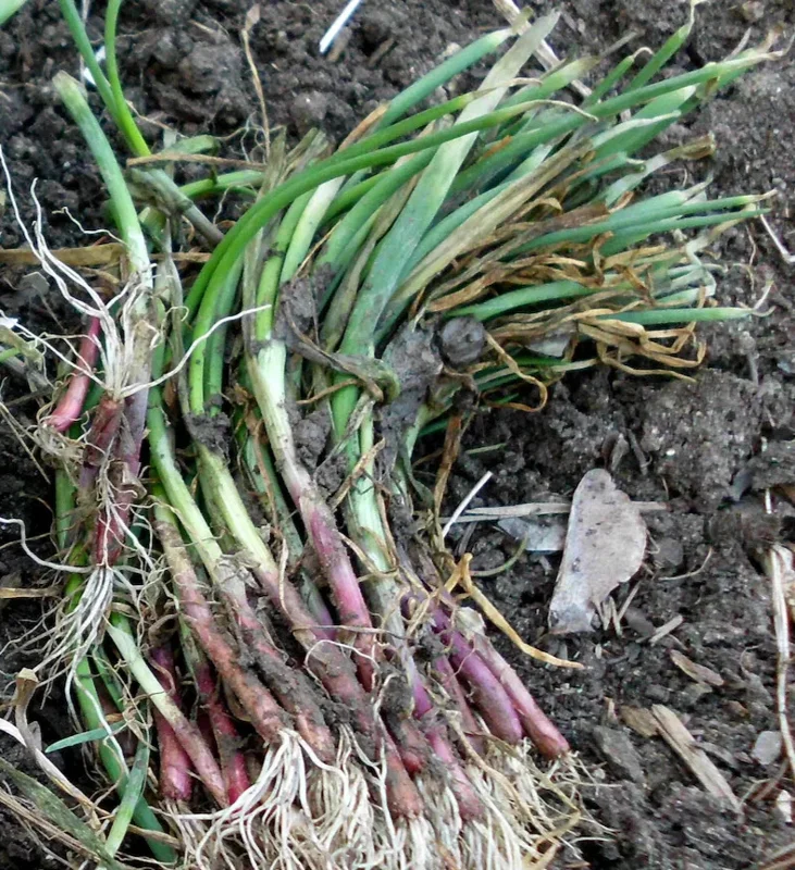 Candy Sweet Onion Starter Plants - 30 Bare Root Onion Sets for Outdoor Gardens - Image 2