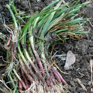 Candy Sweet Onion Starter Plants - 30 Bare Root Onions for Outdoor Gardening - Image 2