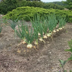 Candy Sweet Onion Starter Plants - 30 Bare Root Onions for Outdoor Gardening - Image 4