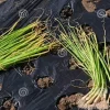 Candy Sweet Onion Starter Plants - 30 Bare Root Onions for Outdoor Gardening - Image 1