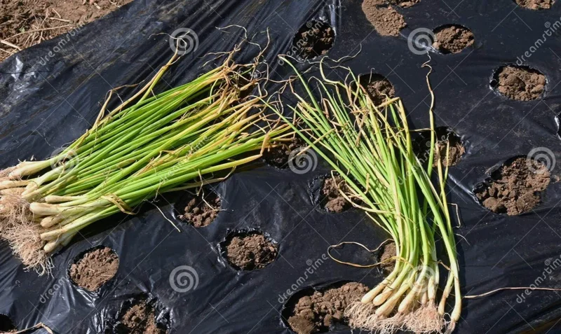 Candy Sweet Onion Starter Plants - Bunch of 30 Bare Root Allium Cepa for Outdoor Gardening - Image 1