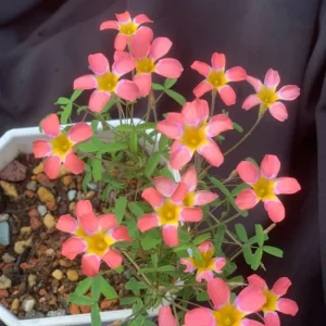 CandyBox Pomegranate Oxalis Plant - Live Flowering Oxalis in 4 Inch Pot - Image 2