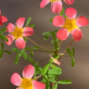 CandyBox Pomegranate Oxalis Plant - Live Flowering Oxalis in 4 Inch Pot - Image 3